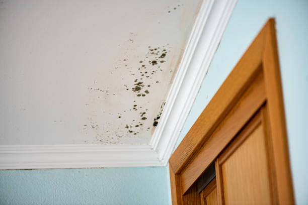 Best Mold Remediation for Schools in Marion, VA