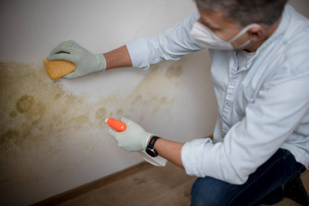 Best Localized Mold Remediation (e.g., coastal areas, humid climates) in Marion, VA