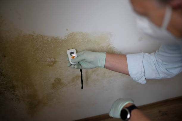 Best Preventive Mold Services in Marion, VA