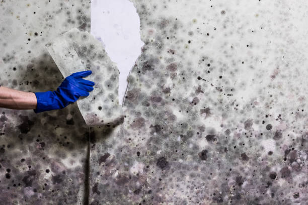 Best White Mold Remediation in Marion, VA
