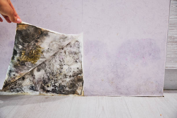 Best Preventive Mold Services in Marion, VA